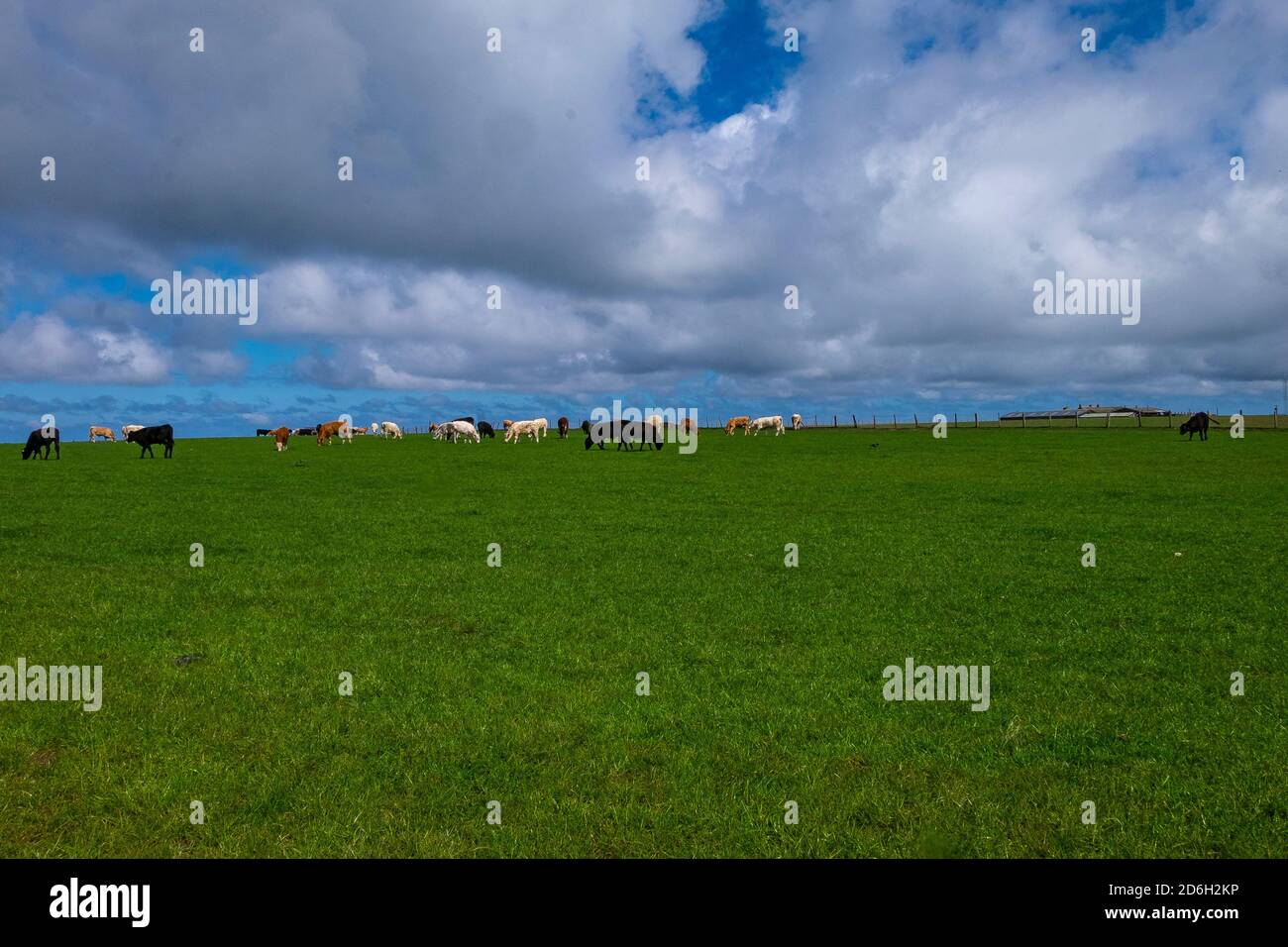 bestiame che pascola in un campo d'erba sulle cime della scogliera a marske-by-the-sea, yorkshire settentrionale, regno unito Foto Stock