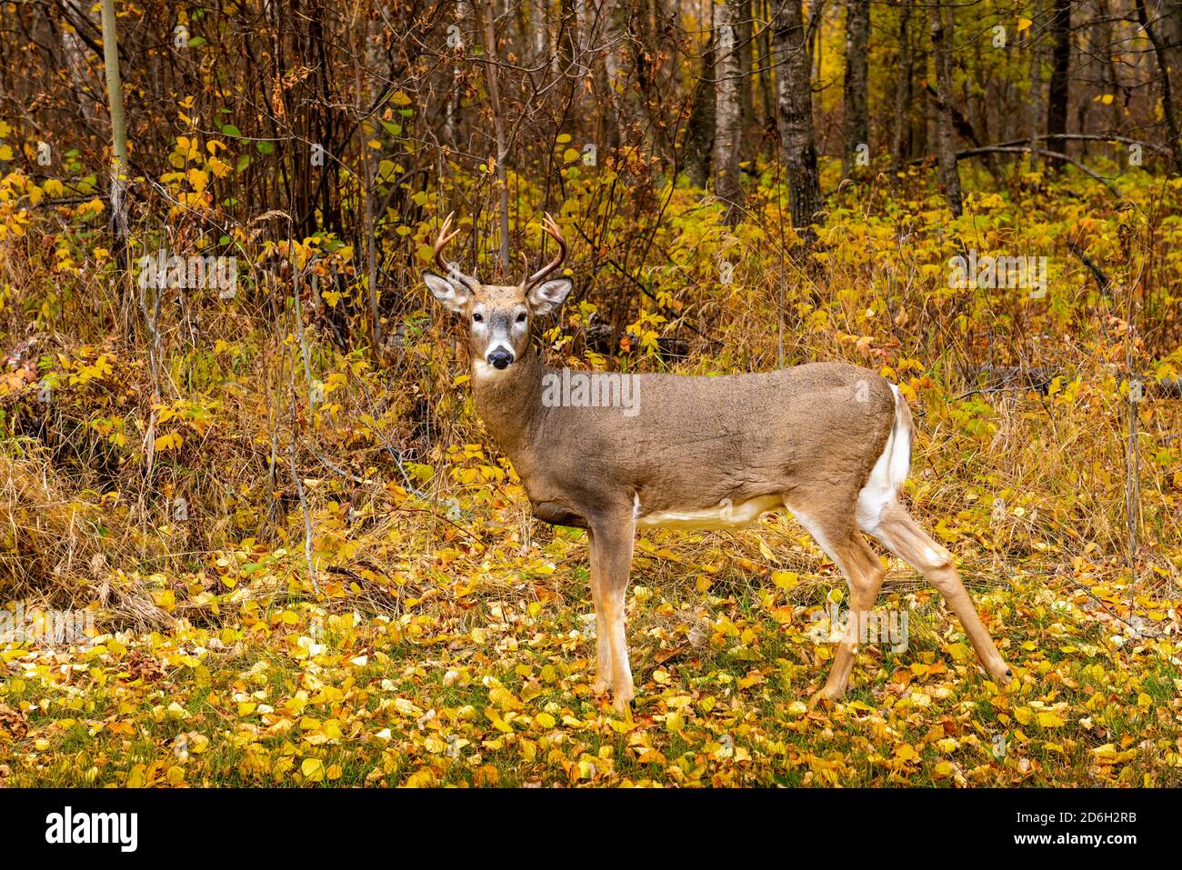 Cervo dalla coda bianca a Buffalo Point, Manitoba, Canada. Foto Stock
