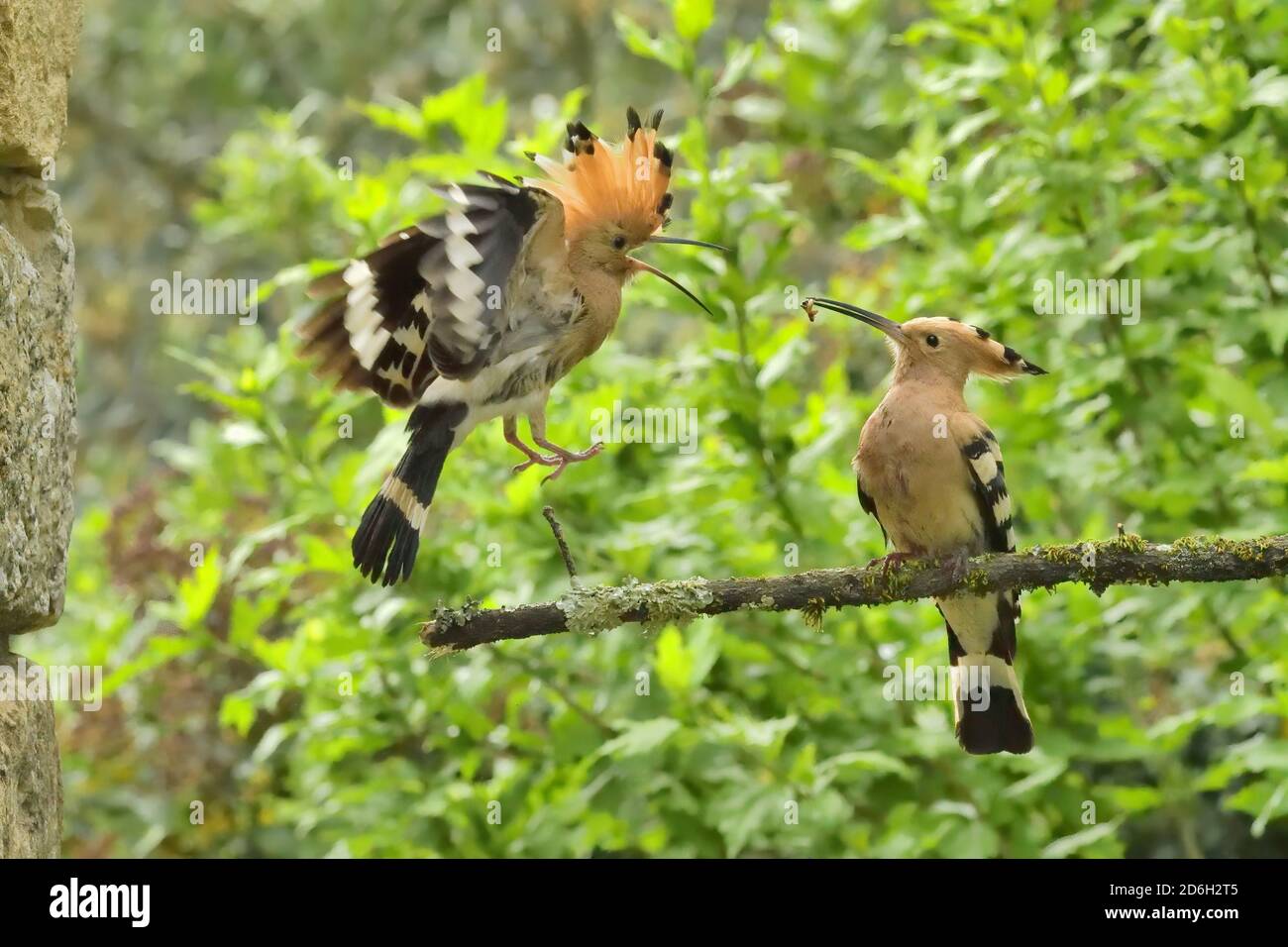Hoopoe, Upupa epps. Femmina che offre cibo al maschio accanto al foro del nido. Vicino a le Poujol sur Orb, Herault, Francia Foto Stock