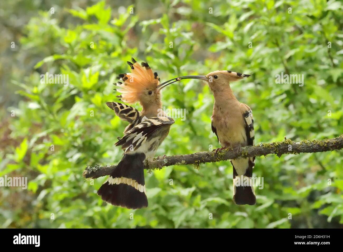 Hoopoe, Upupa epps. Femmina che offre cibo al maschio accanto al foro del nido. Vicino a le Poujol sur Orb, Herault, Francia Foto Stock