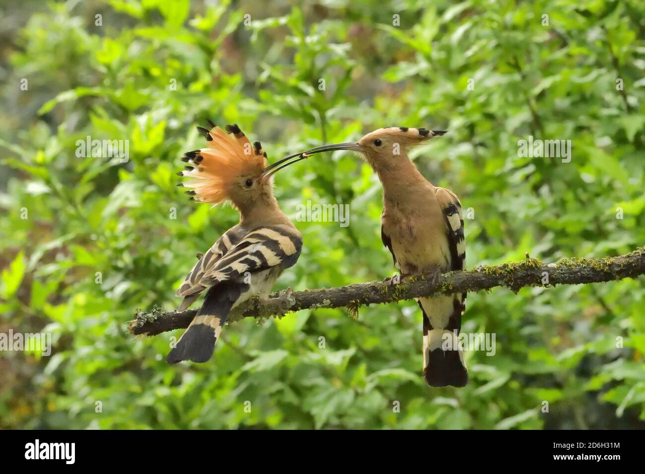 Hoopoe, Upupa epps. Femmina che offre cibo al maschio accanto al foro del nido. Vicino a le Poujol sur Orb, Herault, Francia Foto Stock