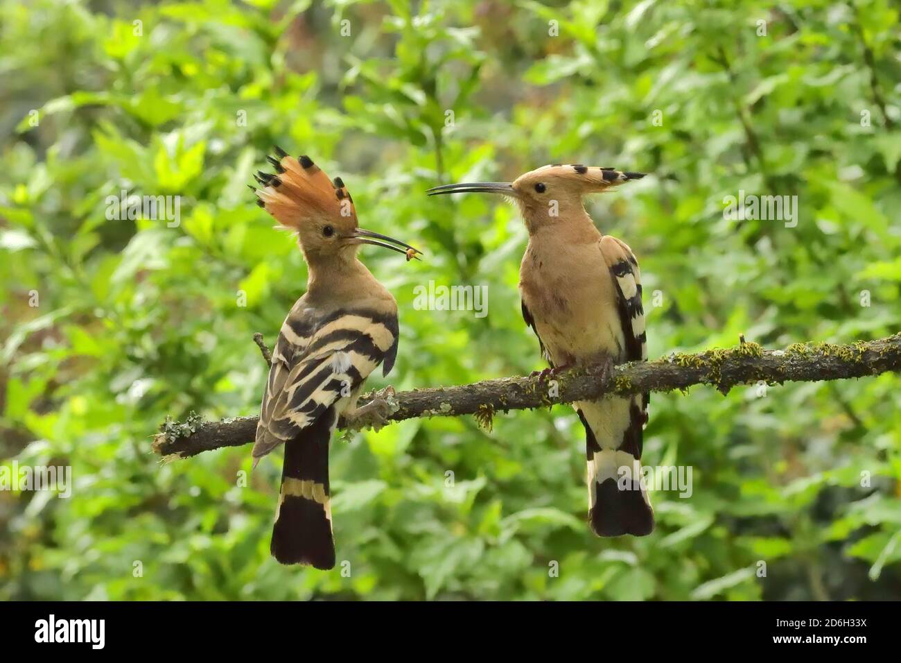 Hoopoe, Upupa epps. Maschio subito dopo aver accettato cibo da femmina accanto al buco del nido. Vicino a le Poujol sur Orb, Herault, Francia Foto Stock