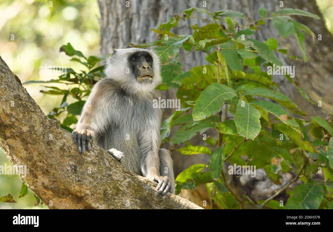 Gray o Hanuman Langur, Semnopithecus entellus, Adulto maschile, Bardia National Park, Nepal Foto Stock