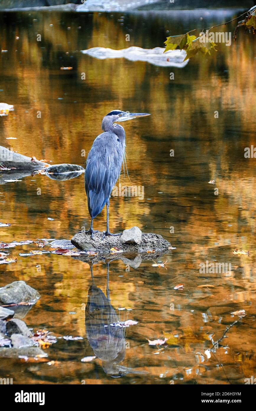 Grande Blue Heron riflesso in un flusso Foto Stock