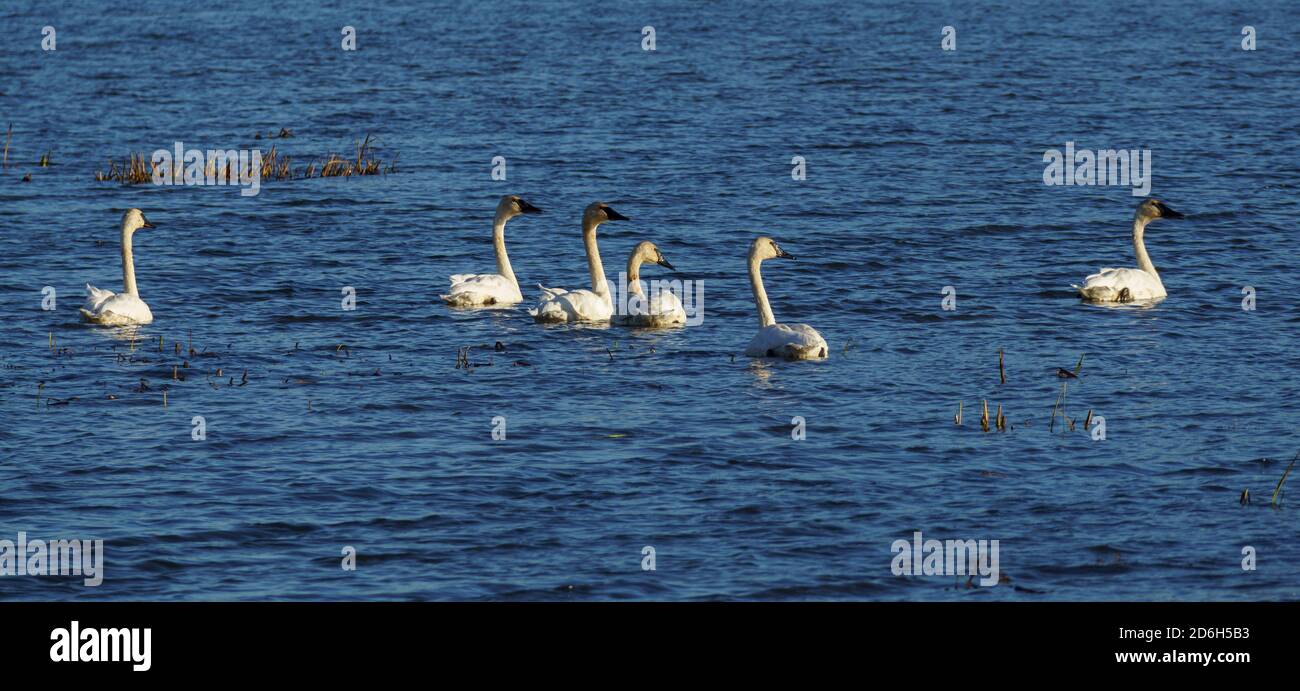 Un gruppo di cigni trombettieri (cicnus buccinator) in una riva del fiume Mississippi in Wisconsin. Foto Stock