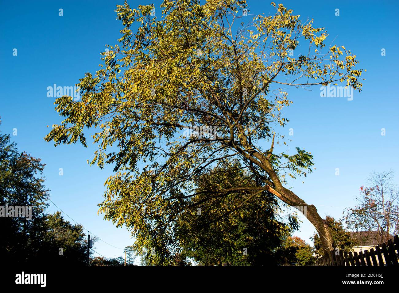 Un albero stranamente piegato che è ancora vivo Foto Stock