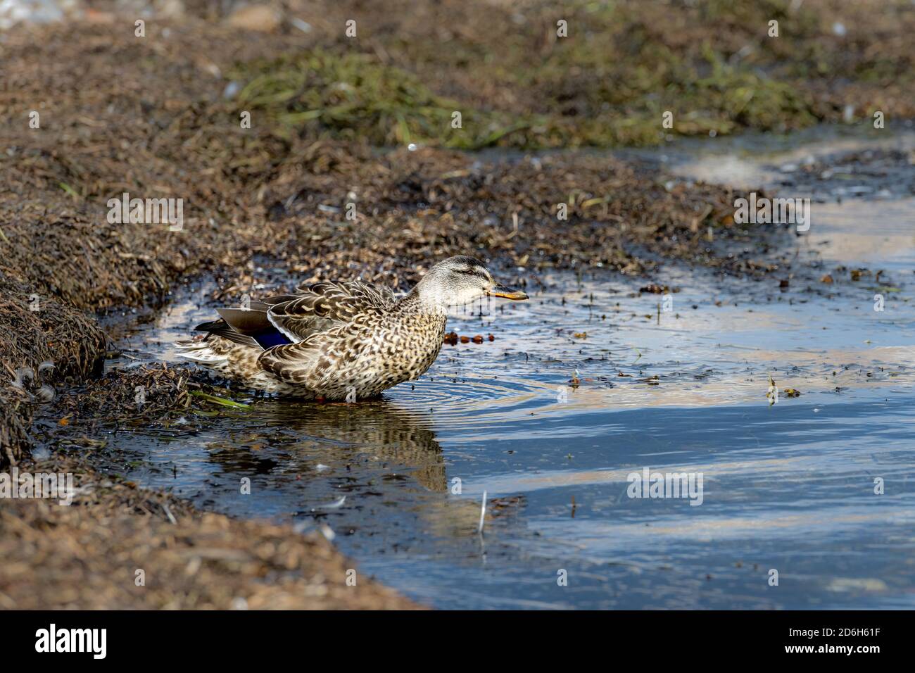 Un'anatra marrone. L'anatra si riflette nell'acqua Foto Stock