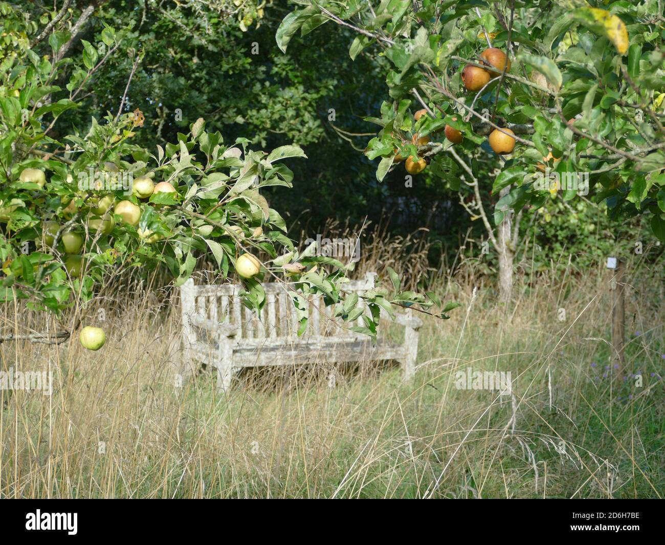 Un posto a sedere in un antico frutteto Foto Stock