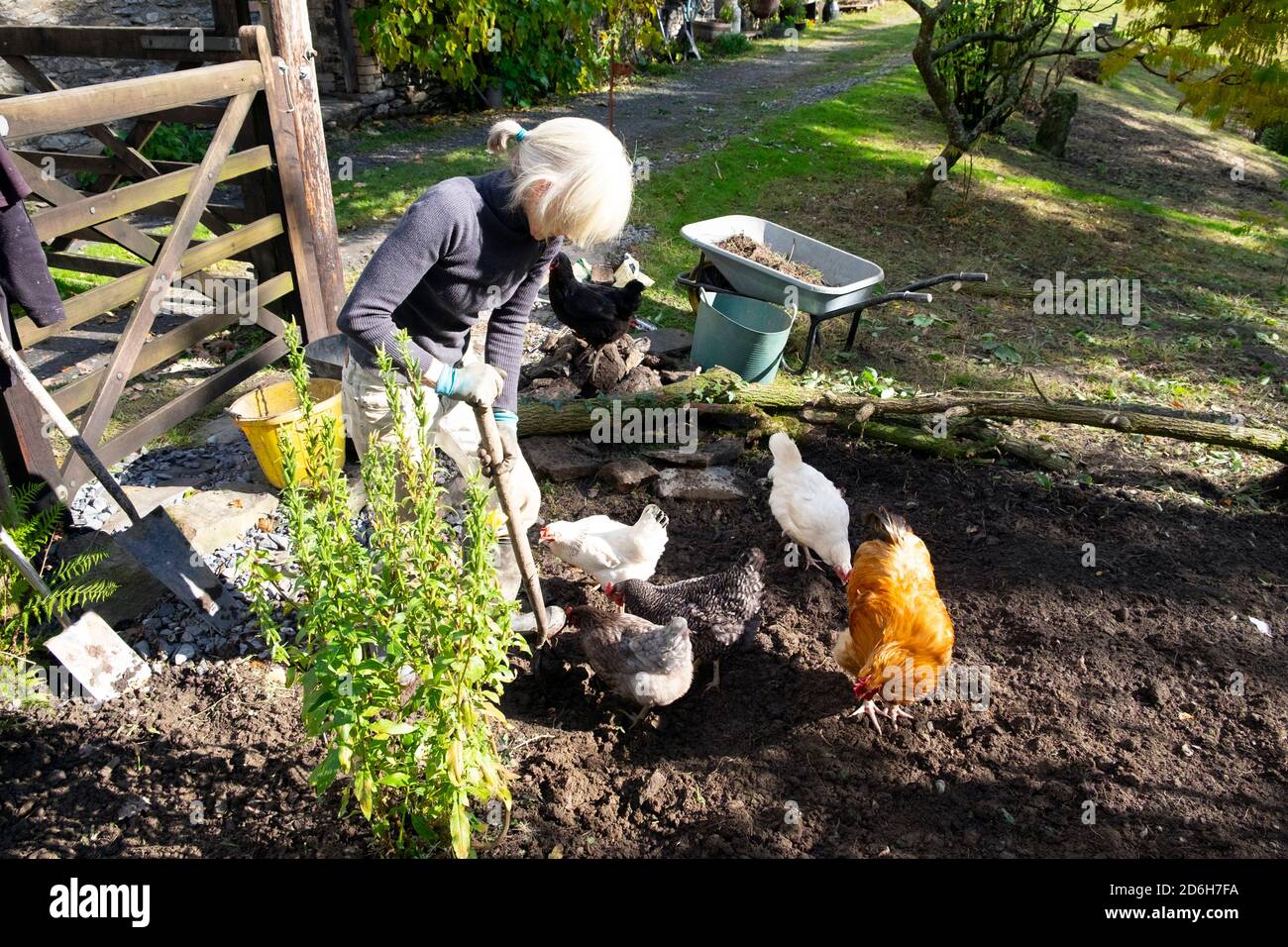 Donna giardinaggio scavando terreno con forchetta in giardino con galline Gallo di galline gallo in autunno Carmarthenshire Galles UK Gran Bretagna KATHY DEWITT Foto Stock