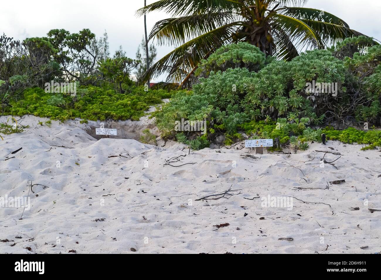 Sito protetto per il nidificazione di tartarughe marine sulle spiagge bianche del Messico. Foto Stock