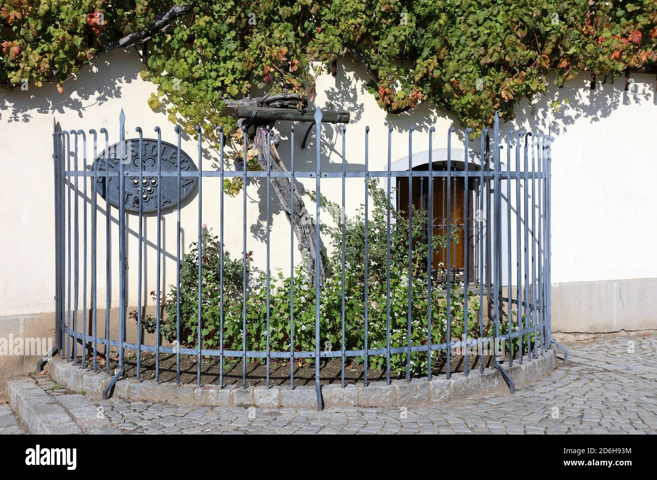 La vite più antica del mondo che produce uva a Maribor in Slovenia Foto Stock