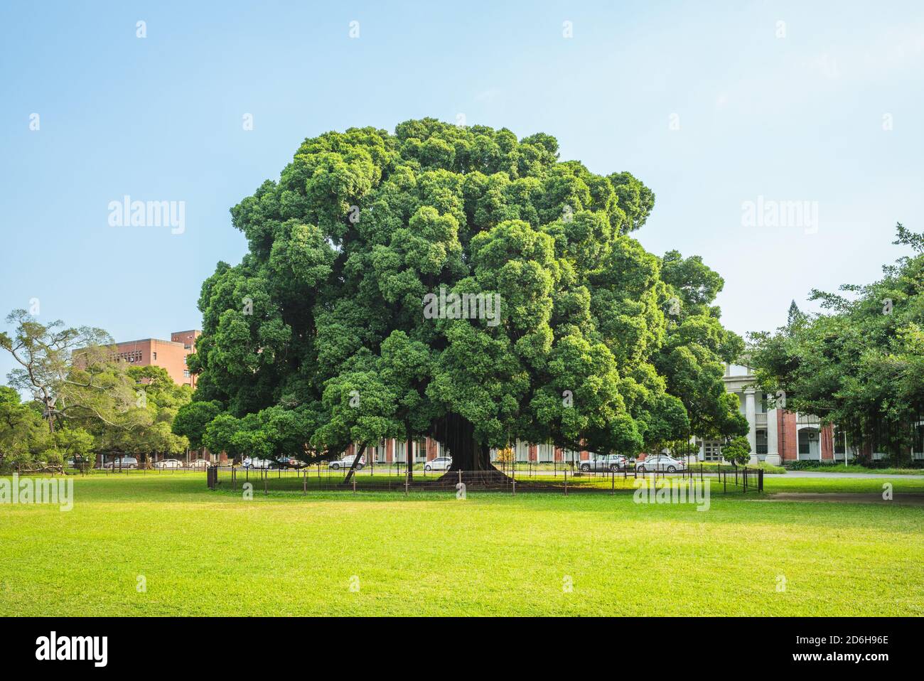 National Cheng Kung University Banyan Park a tainan, taiwan Foto Stock