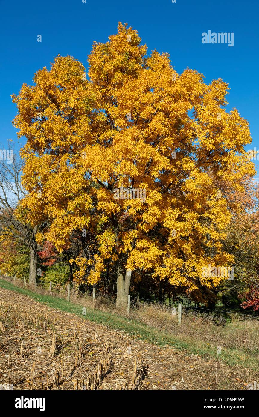 Shagbark Hickory Tree (Carya ovata) lungo la linea di recinzione, autunno, Michigan, USA, di James D Coppinger/Dembinsky Photo Assoc Foto Stock