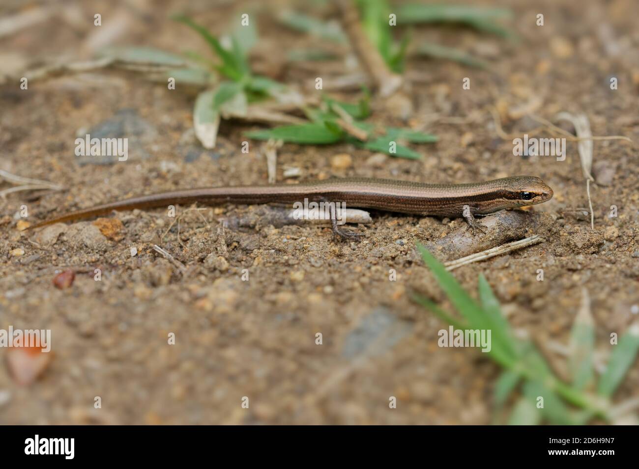 Skink dagli occhi di serpente - Ablepharus kitaibelii anche skink europeo di rame o dagli occhi di serpente, skink europeo dagli occhi di ginepro o di serpente, lucertola in Scincidae, endemica Foto Stock