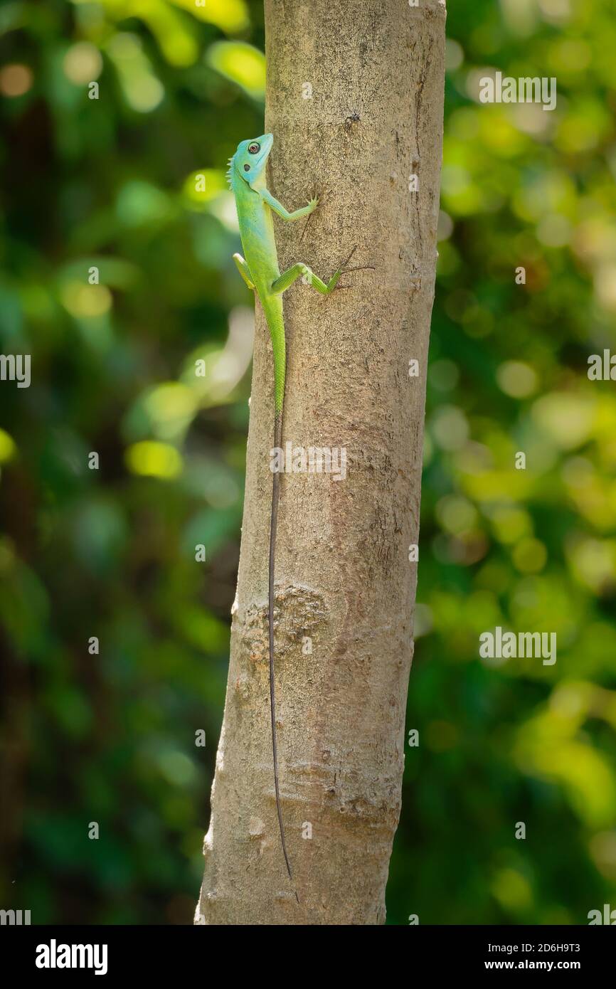 Lucertola crestata verde - Bronchocela cristatella è una specie di lucertola di agamid verde endemica del Sudest asiatico, che si trova in Malesia, Borneo, Singapore, in Foto Stock