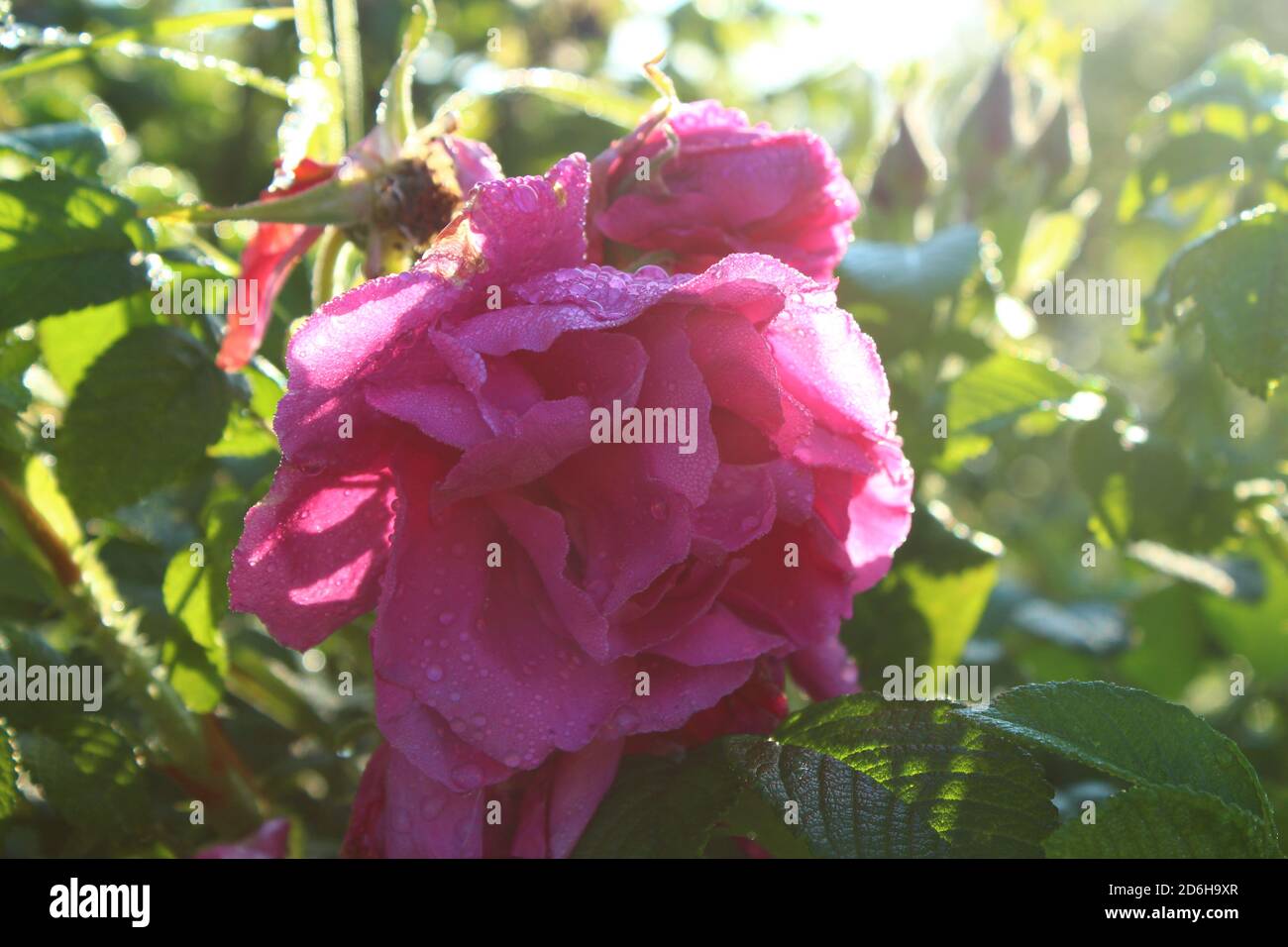 Bella rosa anca adornata con gocce di rugiada in mattina Foto Stock