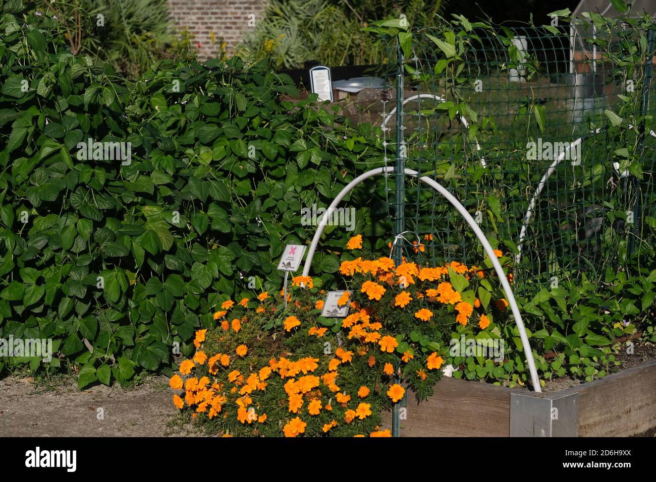 Urban Garden, Halloween, Fontana,, costruzione, Chiesa di Huguenot, Cimitero, zucca in finestra, Pun con verdure. Foto Stock