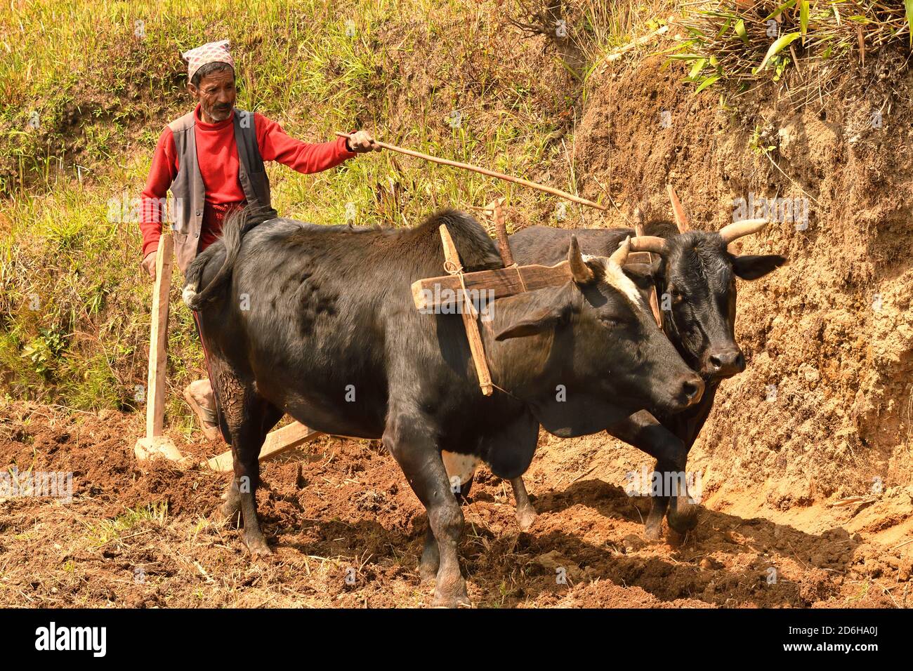 Villaggio contadino aratura prato, con buoi e aratro di legno, Astam, vicino Pokhara, Nepal Foto Stock