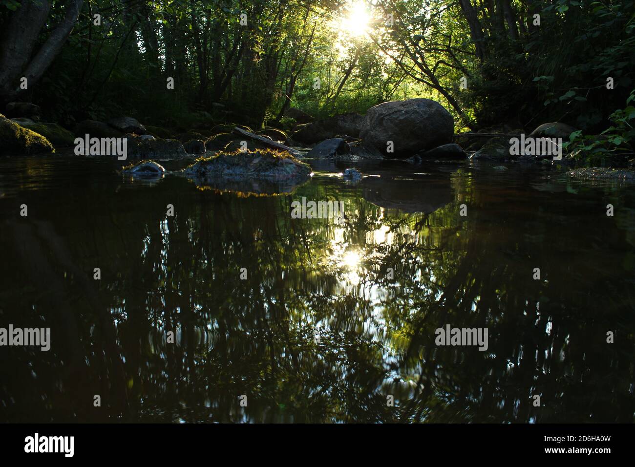 Brook visto al livello dell'acqua con pietre e riflessione degli alberi Foto Stock