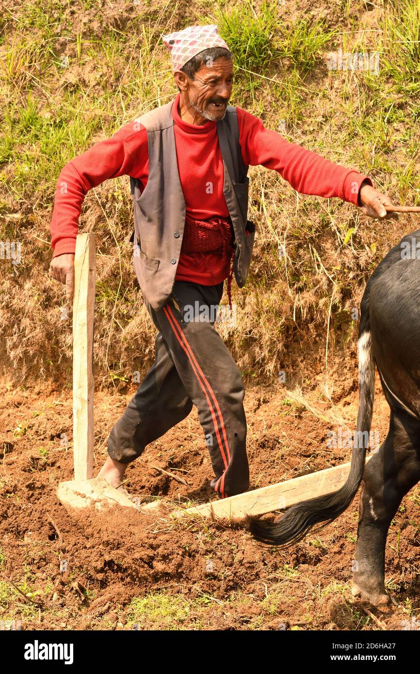 Villaggio contadino aratura prato, con buoi e aratro di legno, Astam, vicino Pokhara, Nepal Foto Stock