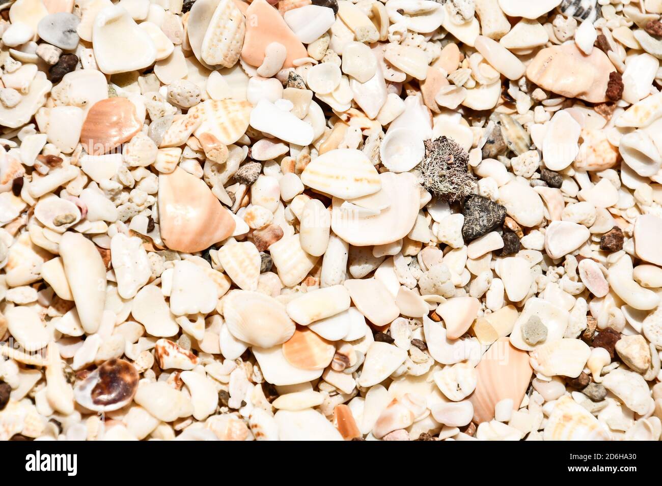 Texture di sabbia e conchiglie, foto come sfondo scattata a Nicoya, Costa rica centro america Foto Stock