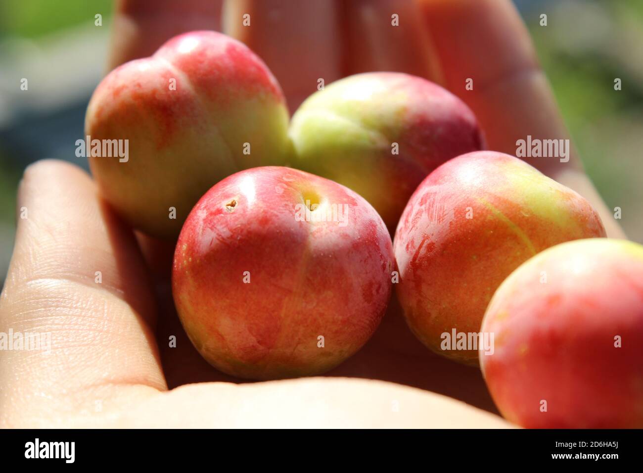 Prugna di ciliegia con colore colorato sulla mano Foto Stock
