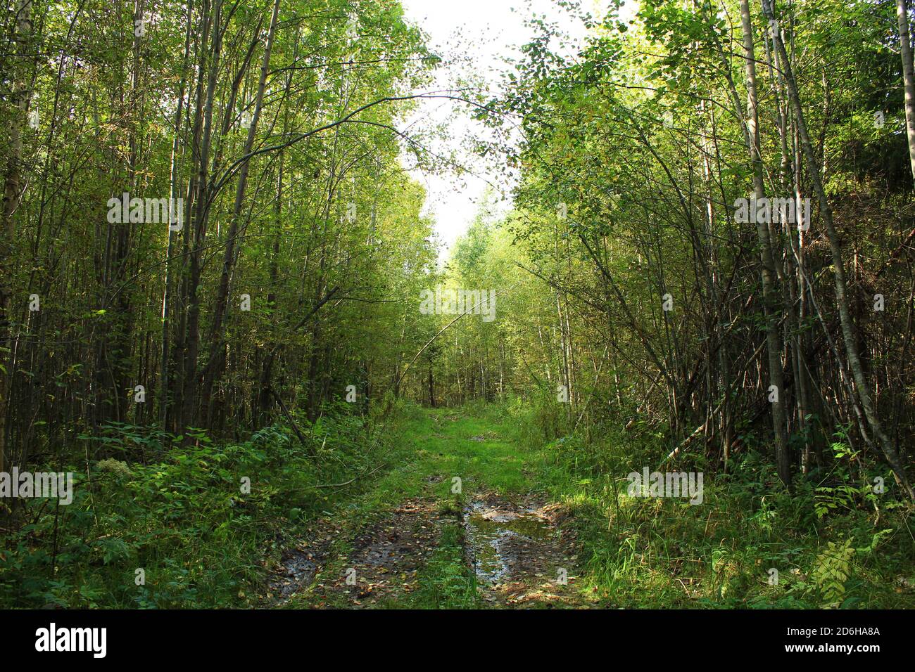 Piccolo sentiero nei boschi autunnali Foto Stock