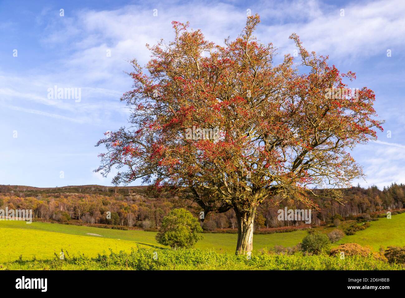 Vista sulla vale of Clwyd dalla catena montuosa Clwydian, Galles del Nord Foto Stock