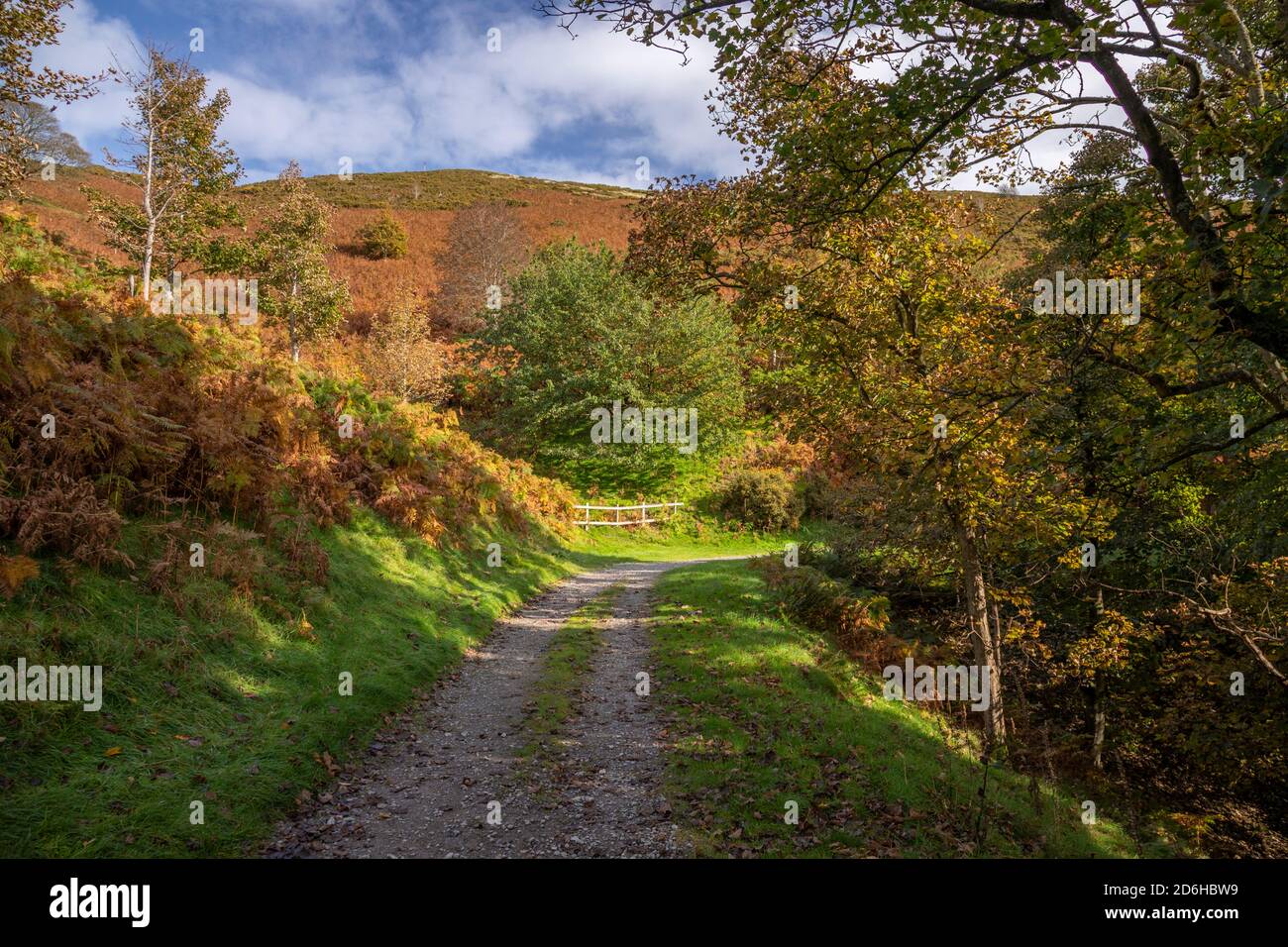 Percorso pensiero Coed Llangwyfan foresta, Clwydian Range, Galles del Nord Foto Stock