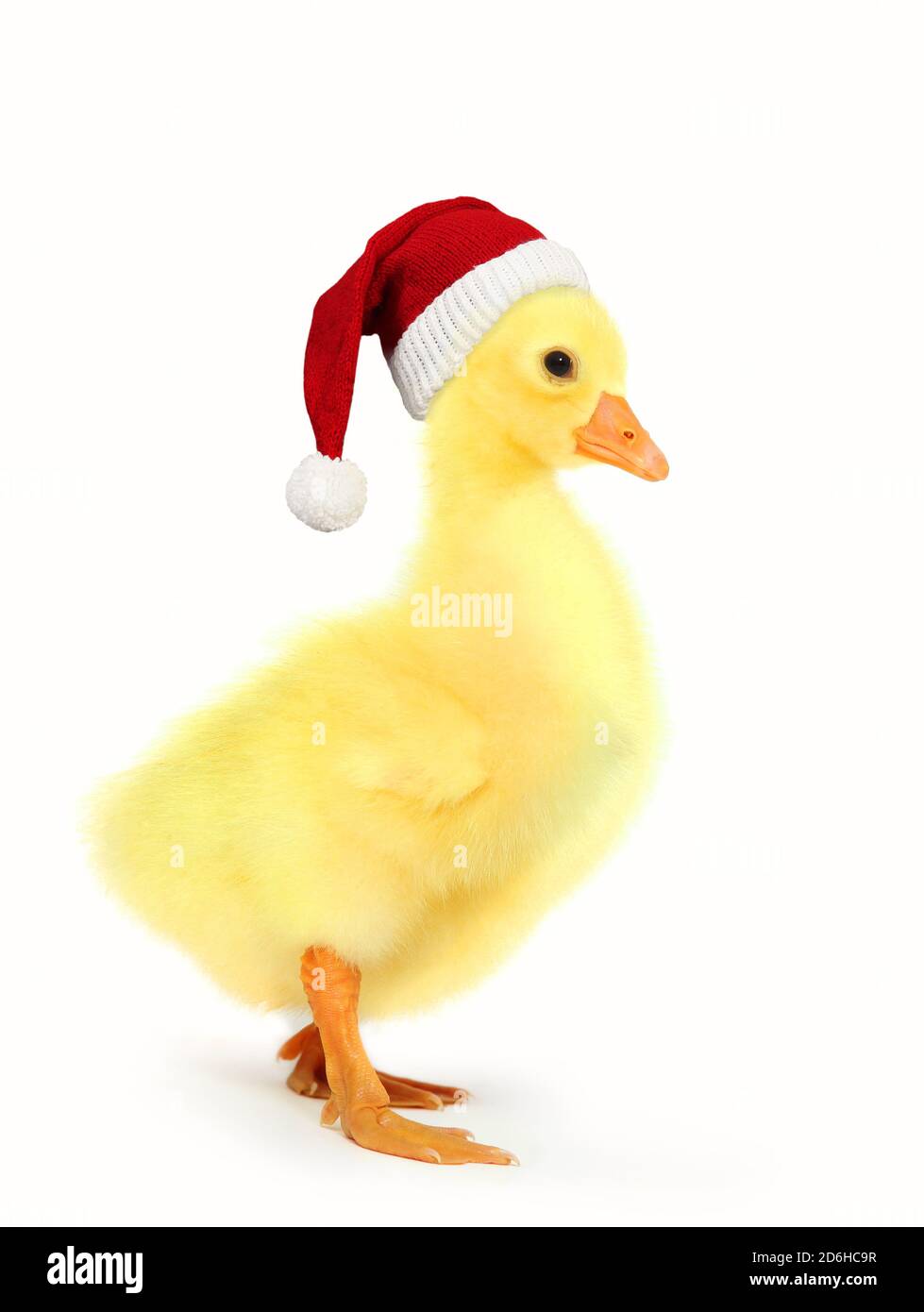 Buffo gosling con cappuccio di Babbo Natale, isolato su sfondo bianco, Natale, Capodanno. Scatto in studio. Carino gosling neonato con cappuccio di Babbo Natale. Foto Stock