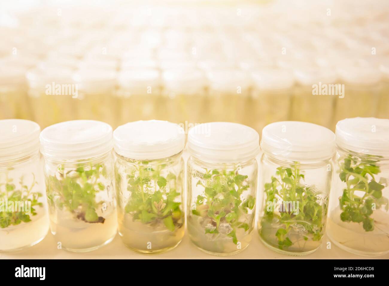Un'iniezione stretta di coltura di tessuti vegetali in laboratorio, Asparagi e altre piante tropicali cresce in provetta. Laboratorio agricolo. Foto Stock
