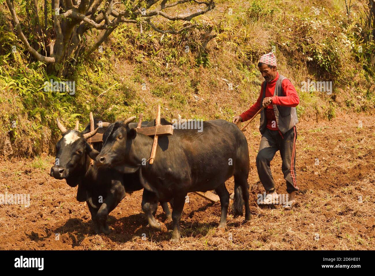 Villaggio contadino arando prato terrazzato, con 2 buoi e aratro di legno. Astam, vicino a Pokhara, Nepal Foto Stock