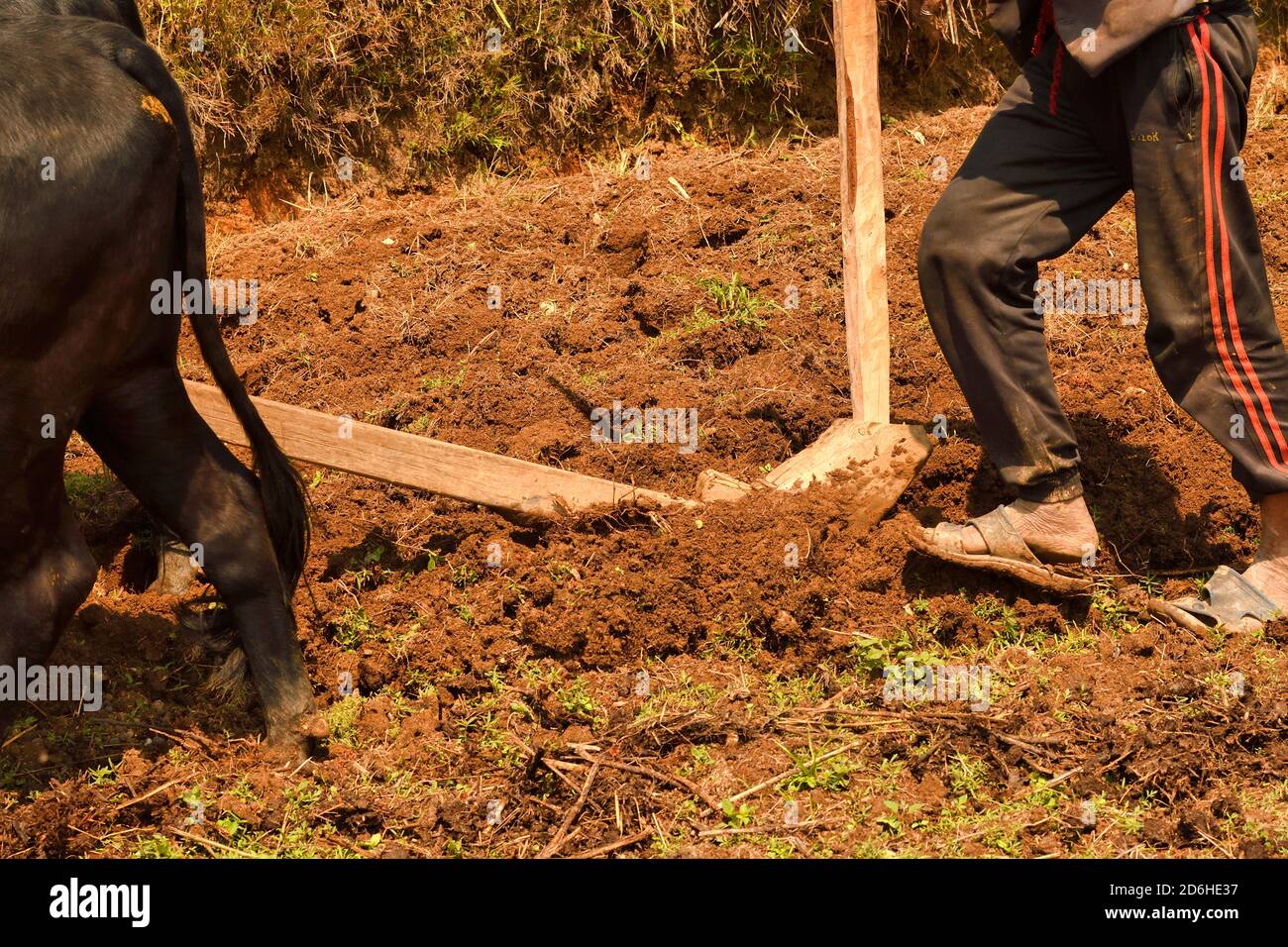 Villaggio contadino arando prato terrazzato, con 2 buoi e aratro di legno. Astam, vicino a Pokhara, Nepal Foto Stock
