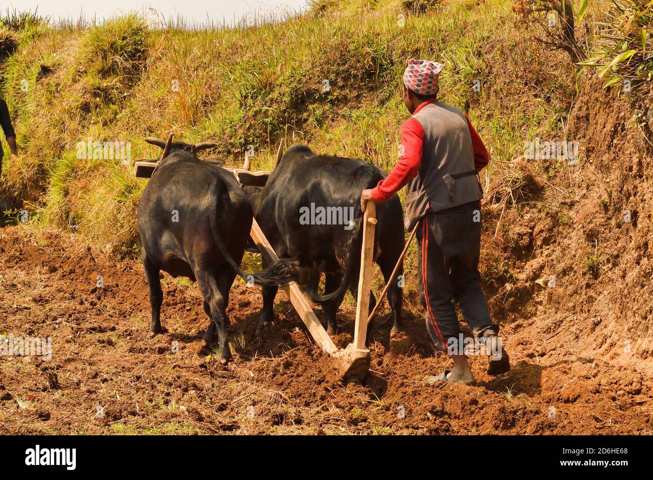 Villaggio contadino arando prato terrazzato, con 2 buoi e aratro di legno. Astam, vicino a Pokhara, Nepal Foto Stock