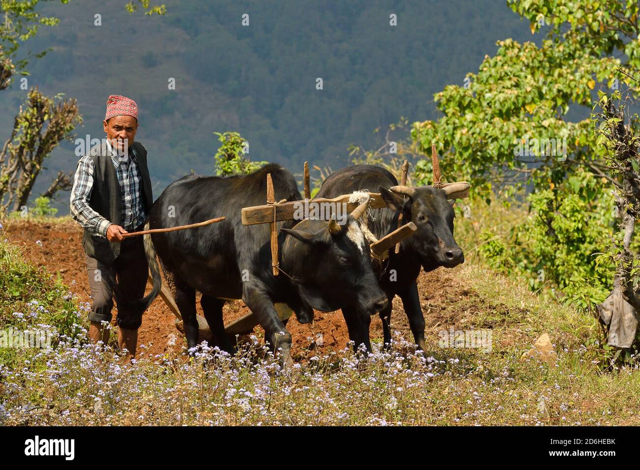 Villaggio contadino arando prato terrazzato, con 2 buoi e aratro di legno. Astam, vicino a Pokhara, Nepal Foto Stock