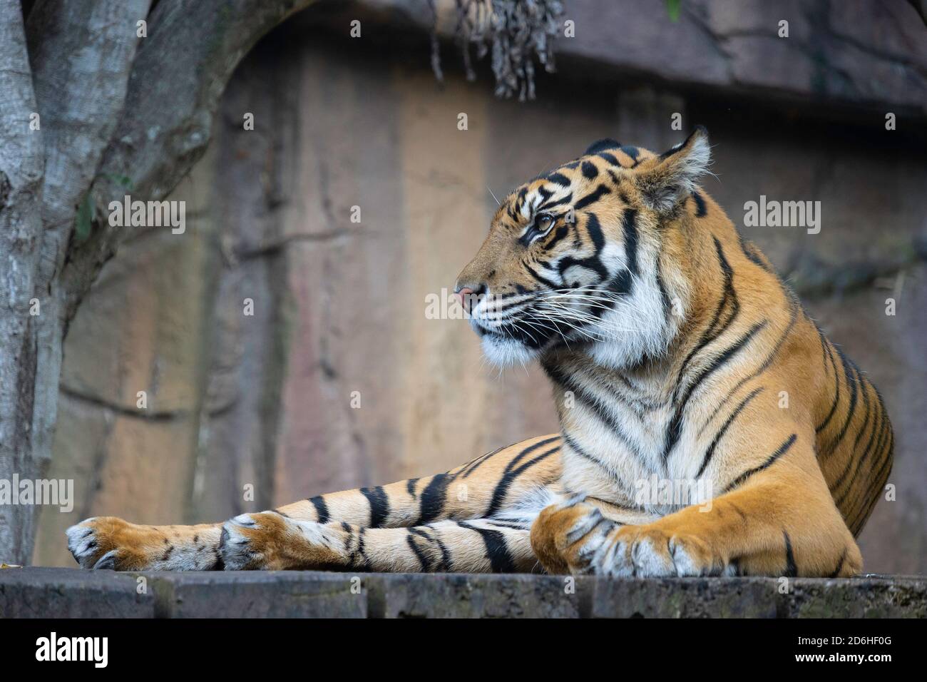 Brisbane, Australia - 23 Marzo 2020: Una tigre che riposa nel suo complesso in un parco naturale vicino a Brisbane, Australia. Foto Stock