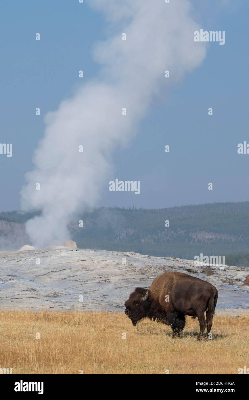 Nord America, Wyoming, Parco Nazionale di Yellowstone, Upper Geyser Basin. Lone maschio americano bisonte (SELVAGGIO: Bisonte bisonte) aka bufalo. Foto Stock