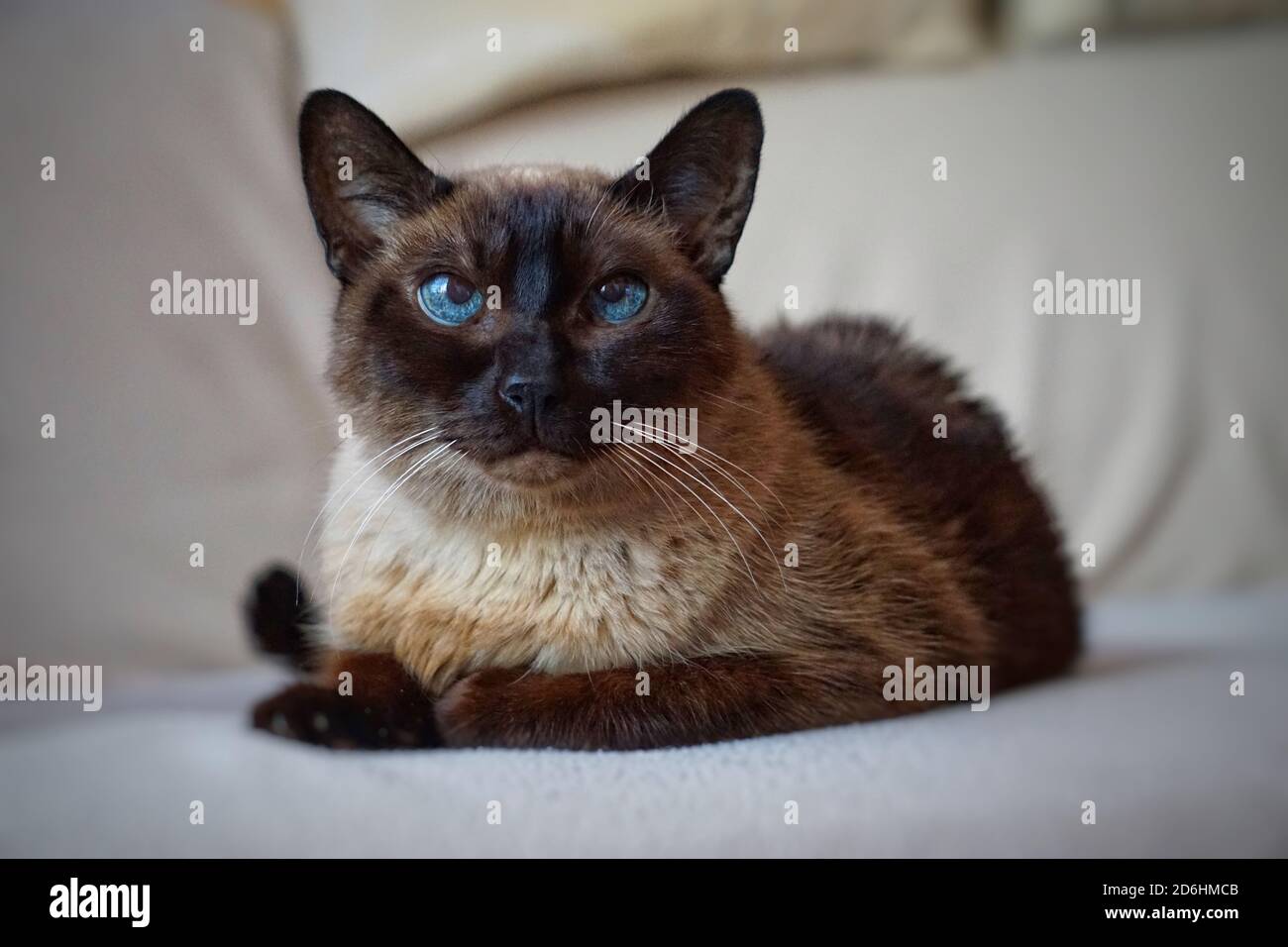 marrone gatto siamese, bello gatto domestico Foto Stock