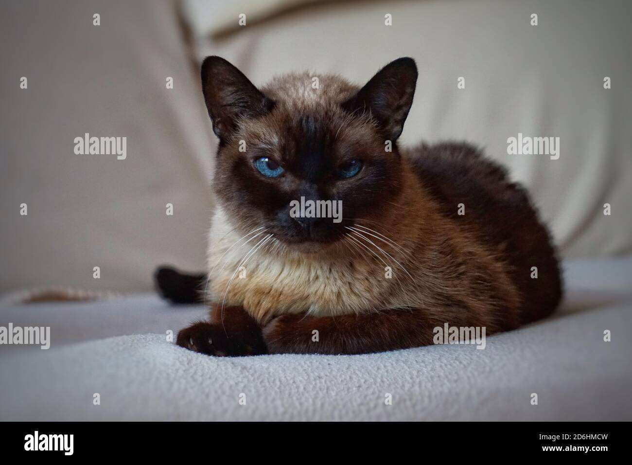 marrone gatto siamese, bello gatto domestico Foto Stock