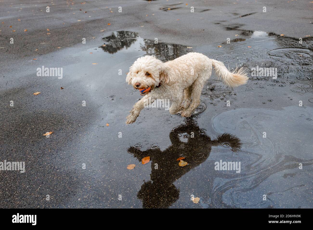 Cockapoo cane gode di un tuffo in un pozze con riflesso e portando una palla di gomma. Foto Stock