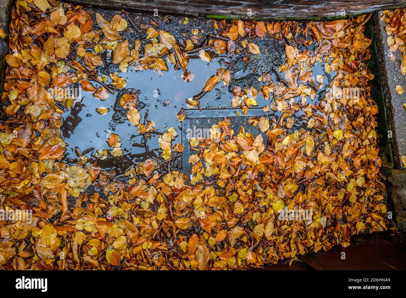 Foglie di faggio caduto che coprono una copertura metallica di scarico della pioggia in un giorno di autunno bagnato. Foto Stock
