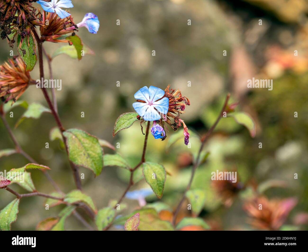 Piccolo fiore blu e foglie verdi di Ceratostigma plumbaginoides, plumbago cinese Foto Stock