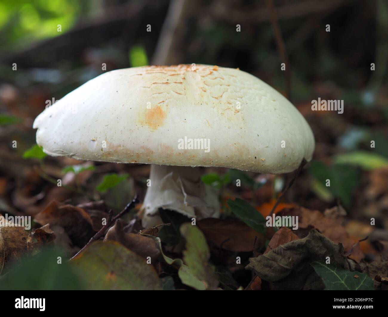 Grande fungo di campo (Agaricus campestris) che cresce in boschi, Regno Unito Foto Stock
