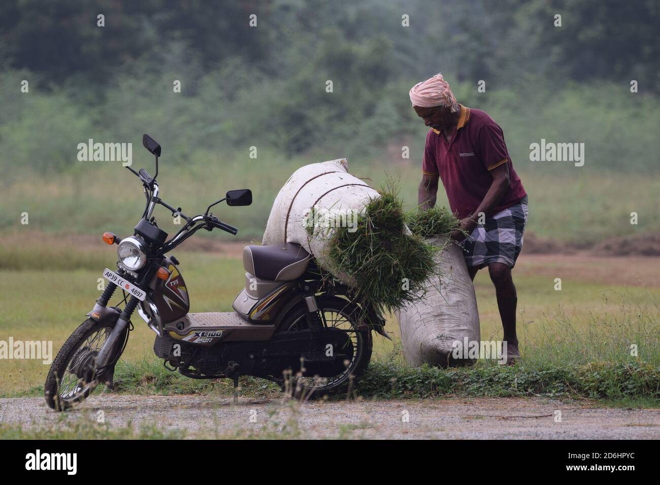 17 ottobre 2020, Poonch, Jammu e Kashmir, India: Un uomo taglia l'erba da un campo aperto e la carica su una bicicletta. L'erba è foraggio per gli animali a casa. Con il declino della produzione agricola a causa di piogge irregolari, la maggior parte delle persone mantengono il bestiame per fornire loro un reddito di base nella regione semi arida di Tirupati nello stato di Andhra Pradesh, India (immagine di credito: © Nazim Ali KhanZUMA filo) Foto Stock