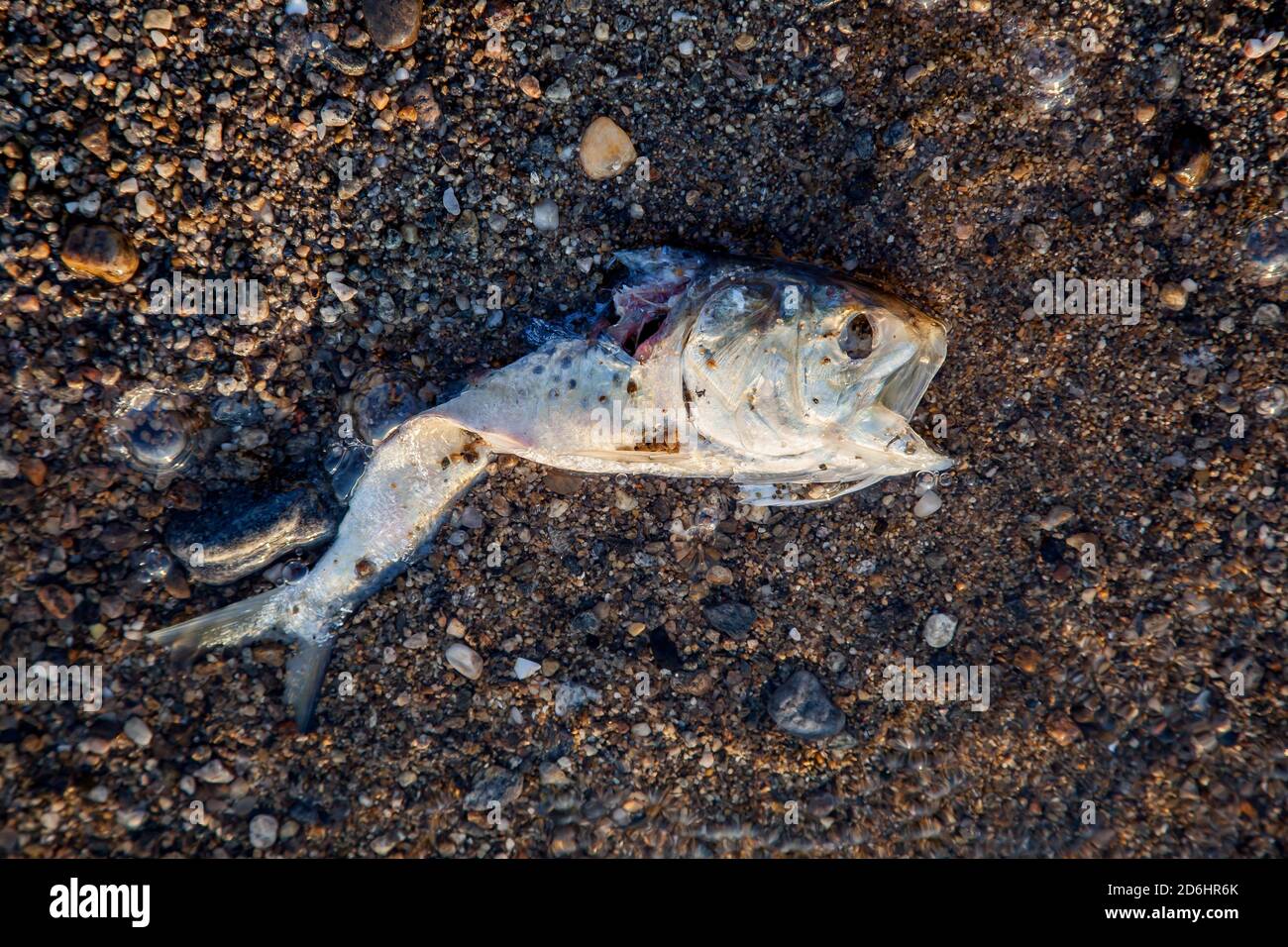 Pesci morti sulla spiaggia di sabbia da vicino con la luce del mattino Foto Stock