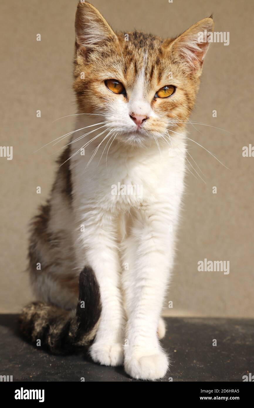 Un gatto fienile godendo il sole su un terreno di equitazione all'aperto in estate Foto Stock