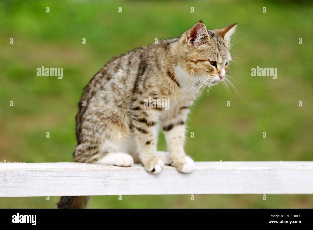 Un gatto fienile godendo il sole su un terreno di equitazione all'aperto in estate Foto Stock