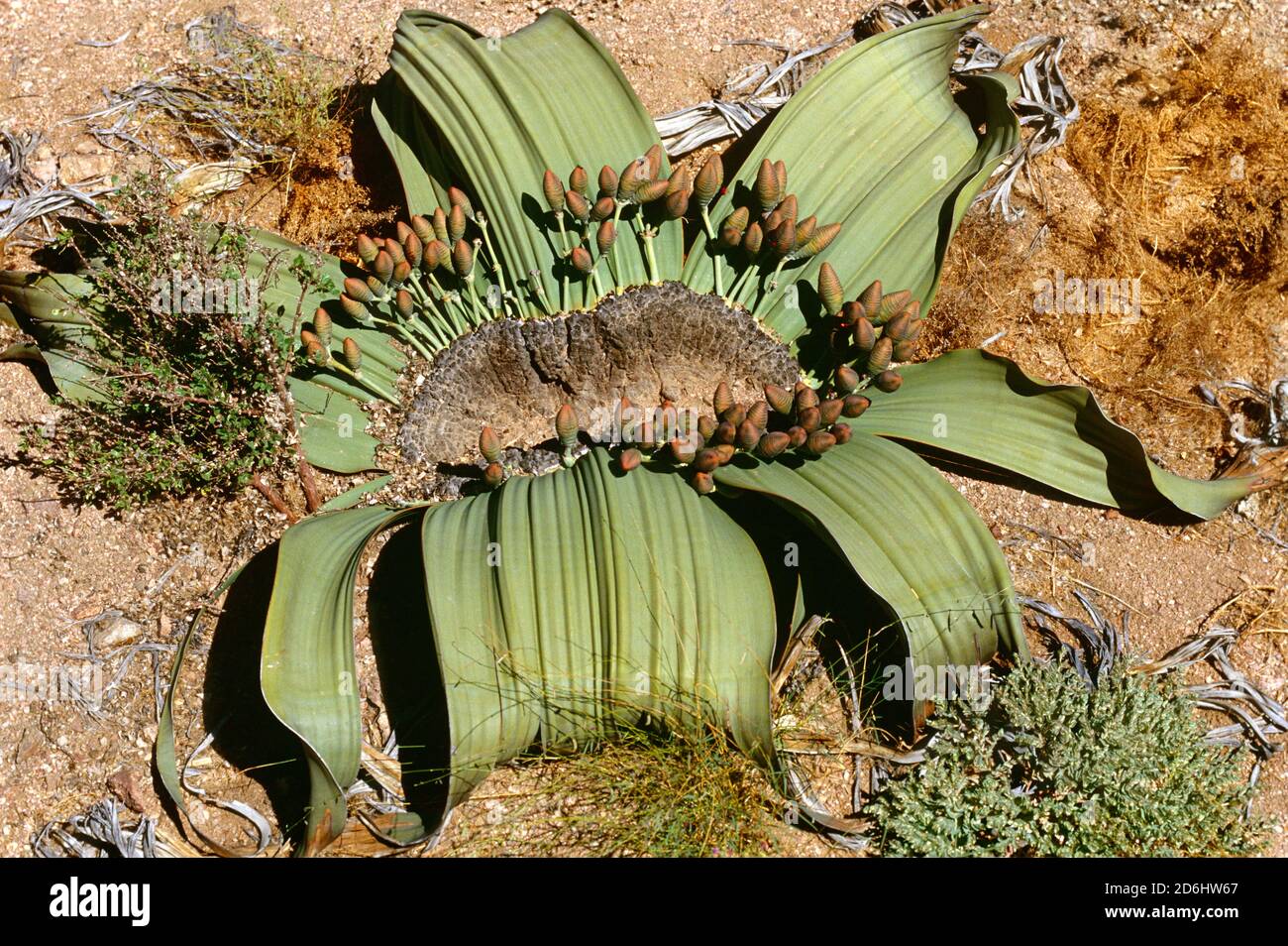 Stabilimento di Welwitschia Mirabilis, Namibia, Africa Foto Stock