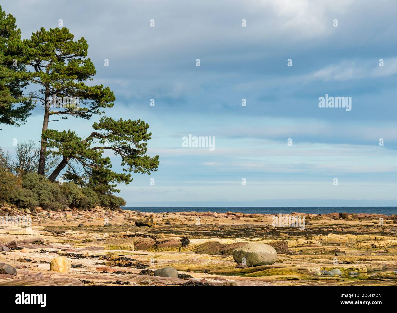 Strati di roccia di sedimento di arenaria sulla costa e vista di Firth of Forth con l'albero di pino scozzese, Tyninghame Estate, East Lothian, Scozia, Regno Unito Foto Stock