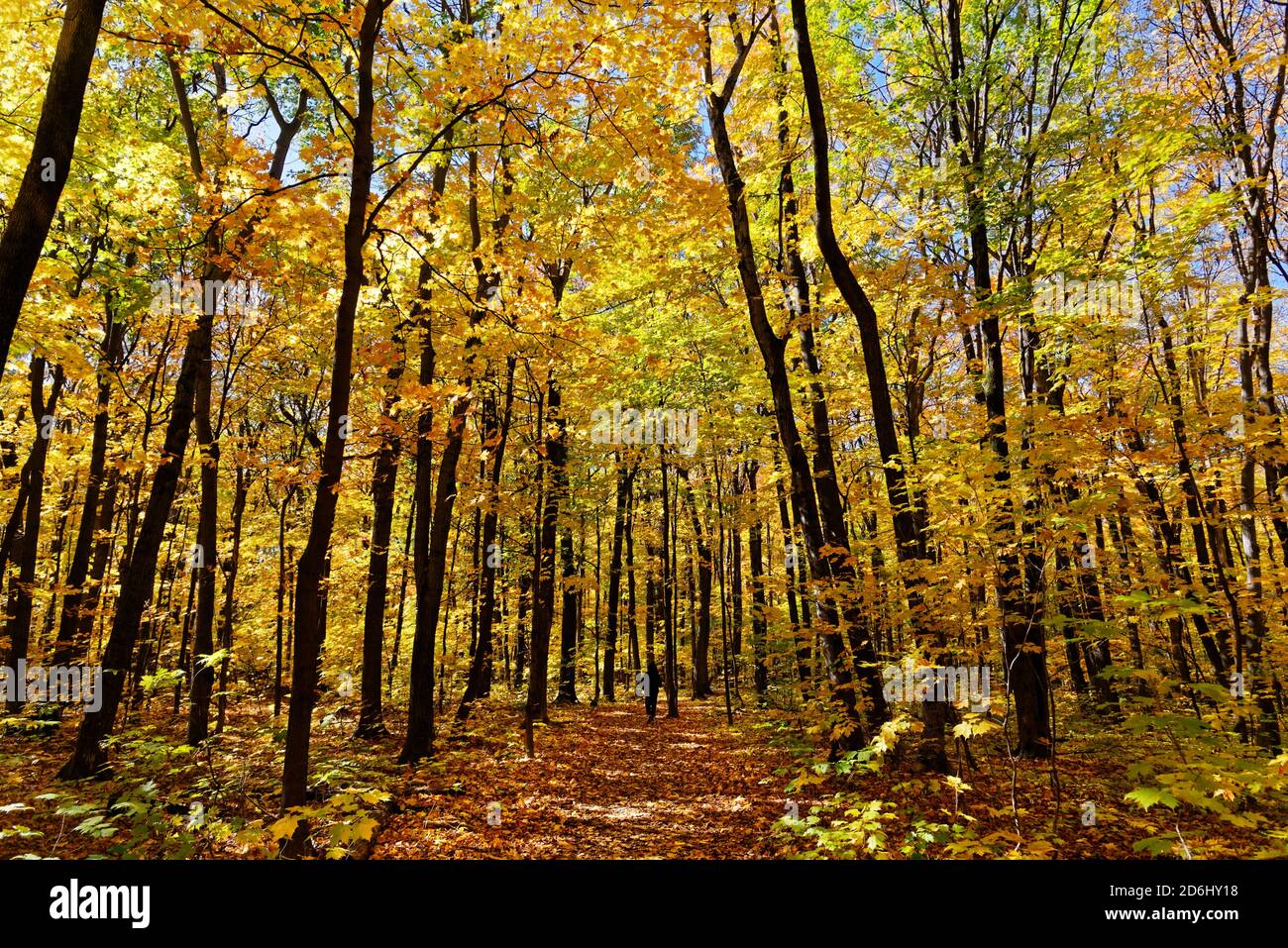Una persona dalla silhouette che cammina su un sentiero attraverso un bosco in autunno a Quebec, Canada Foto Stock